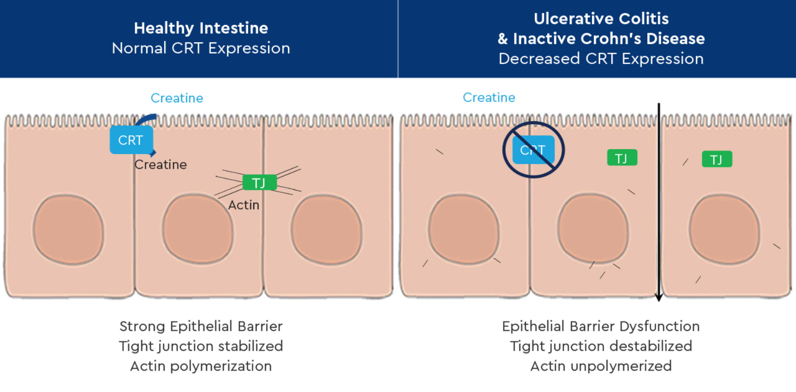 DHI Creatine graphic.jpg