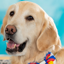 Ralph, Medical Dog, a golden retriever, looks at the camera wearing a Colorado flag bowtie.