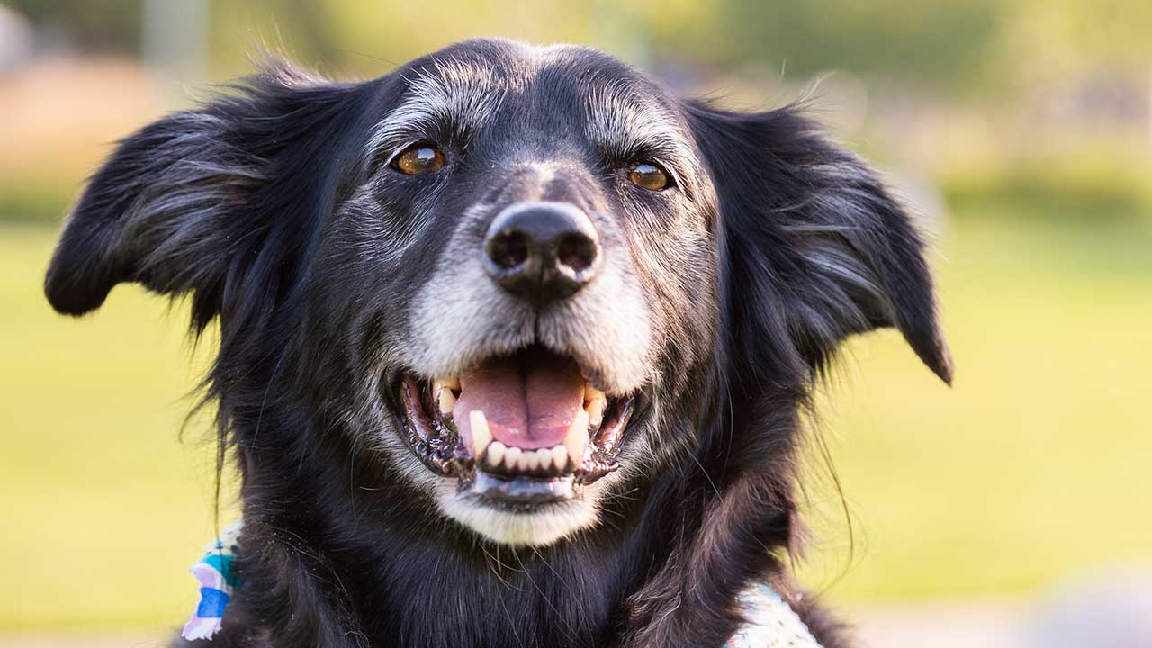 A photo of a black dog in front of Children’s Hospital Colorado in Aurora.