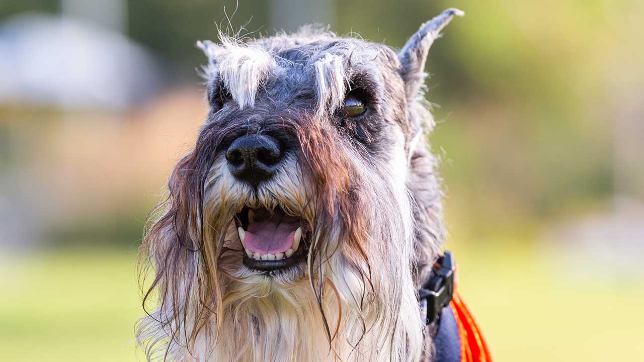 A photo of a miniature schnauzer in front of Children’s Hospital Colorado in Aurora.