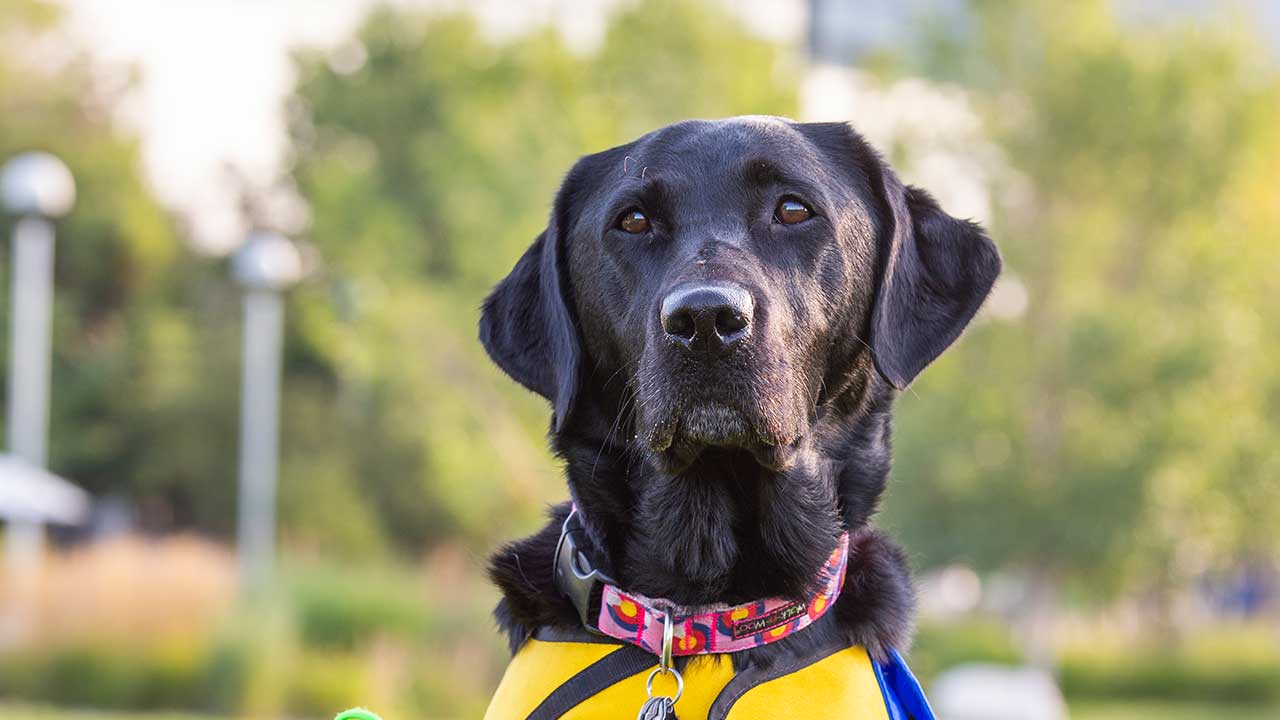 A photo of a black Labrador retriever in front of Children’s Hospital Colorado in Aurora.