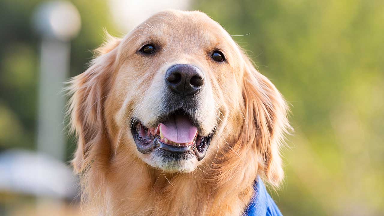 A photo of a golden retriever in front of Children’s Hospital Colorado in Aurora.