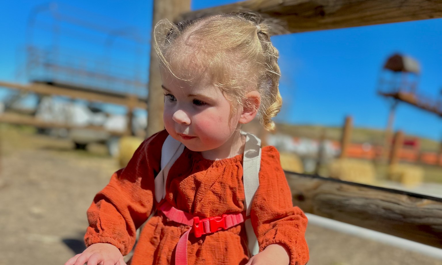 A close-up of Willow standing at the pumpkin patch