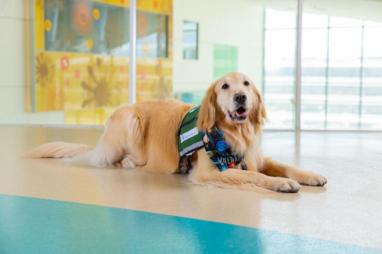 Galaxy, a golden retriever, lies down in a brightly lit hospital passage, looking at the camera. He is wearing a green "working dog" vest.