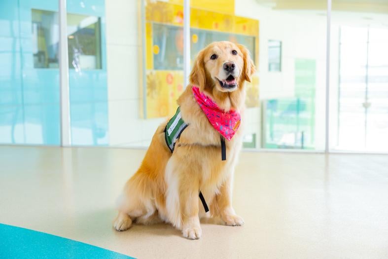 Halo, a light blonde golden retriever, sits in a brightly lit hospital passage while looking at the camera wearing a bright bandana.