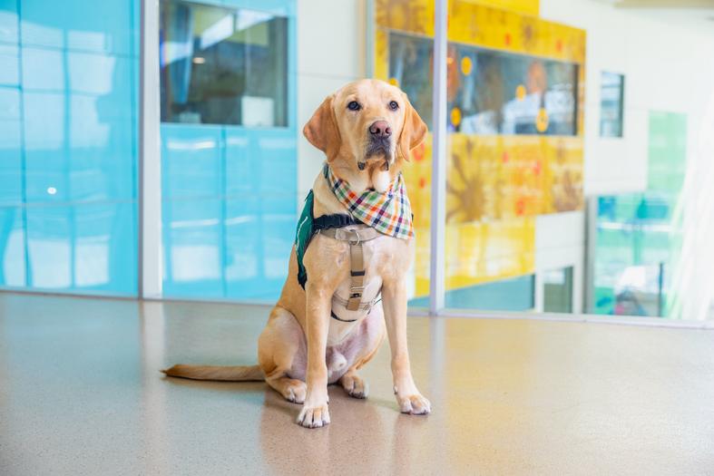 Yellow Labrador retriever Huckins sits in a colorful hospital hallway in front of glass panes. He is wearing a green vest to signal his hospital dog status.