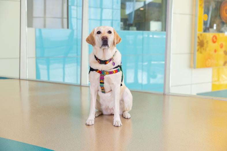 Kit, a yellow Lab, sits in a bright hospital hallway looking at the camera.