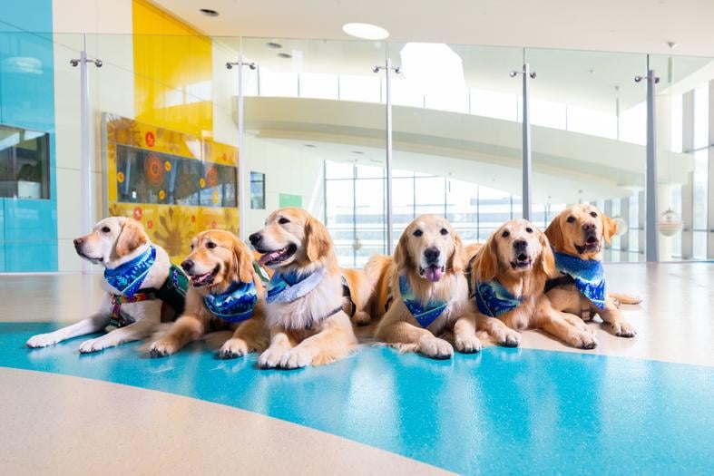 A group of four golden retrievers and three yellow Labrador retrievers lie together posing for a photo in a passageway at Children's Hospital Colorado.