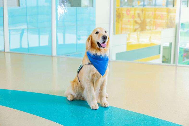 Golden retriever Pringle sits posing for a photo in a bright and colorful hospital setting.