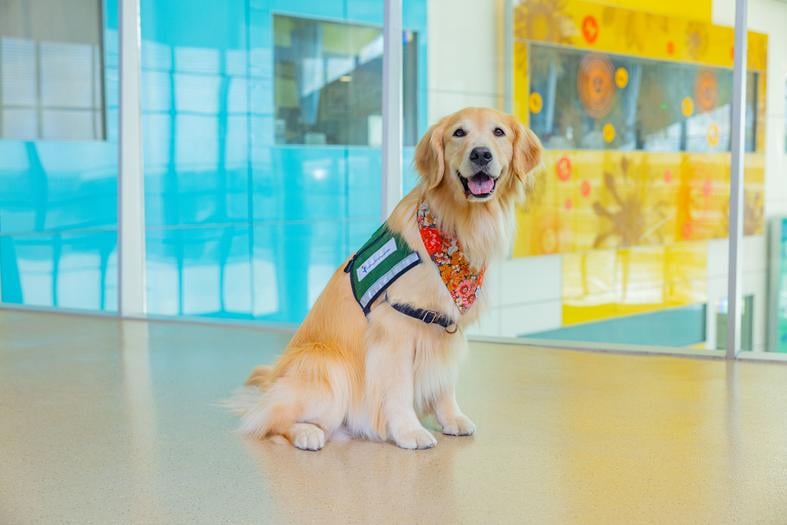 Ruffles, a golden retriever wears a green dog vest and colorful bandana. She sits posed for a photo in a bright hospital hallway.