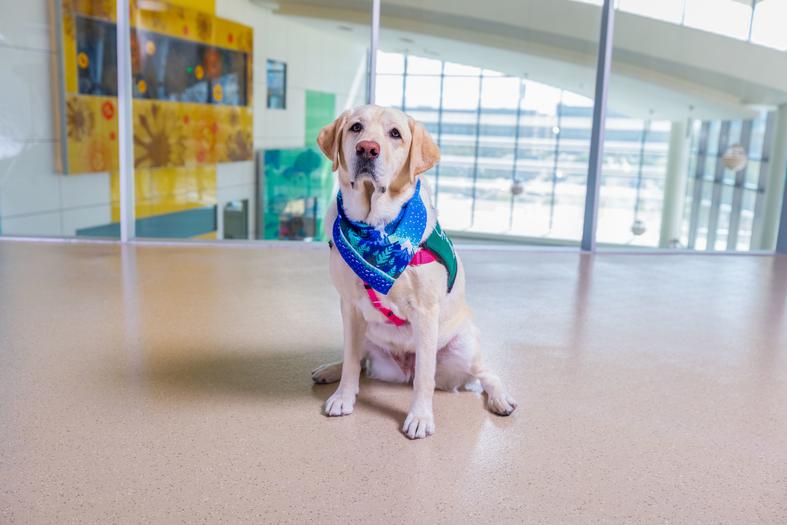 Yellow Lab Salida sits in a colorful hospital passage. He wears a green vest. There are glass panes and colorful panels behind him.