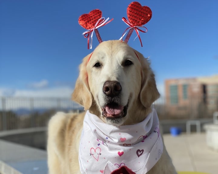 Ralph, a golden retriever, wearing a heart-themed bandana and headband.