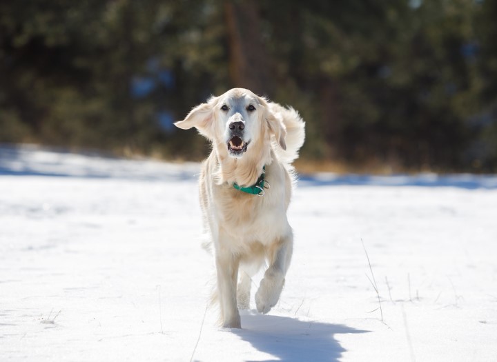 Ralph, a golden retriever and medical dog, happily trots through the snow