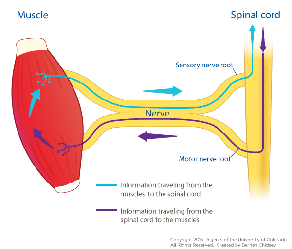 A graphic rendering of a red muscle and a yellow spinal cord with a yellow nerve connecting them. There is a blue line showing information going from muscle to spinal cord via the sensory nerve root and a purple line going from spinal cord to muscle via the motor nerve root.