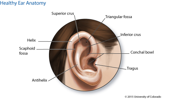 An illustration of a healthy ear with labels for superior crus, triangular fossa, inferior crus, conchal bowl, tragus, antihelix, scaphoid fossa, and helix.