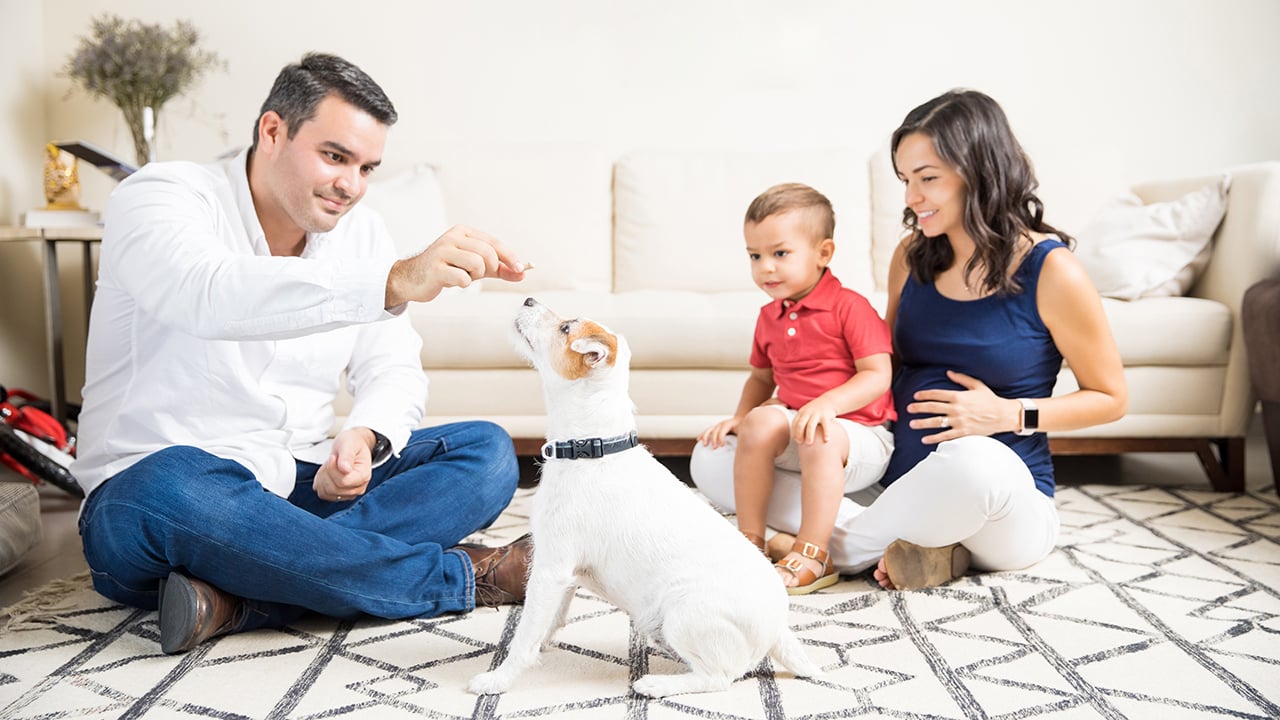 A man feeds a treat to a small dog while a little boy sitting on his pregnant mother’s lap looks on.