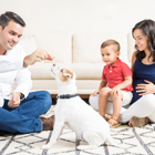 A man feeds a treat to a small dog while a little boy sitting on his pregnant mother’s lap looks on.