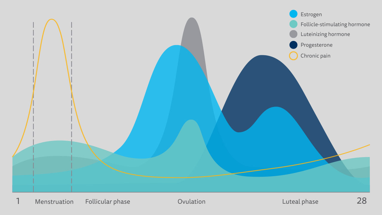 A stylized graph representing hormonal levels during a menstruation cycle.